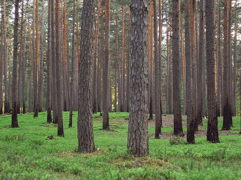 Curso guía-acompañante de paseos de bosques saludables pinares